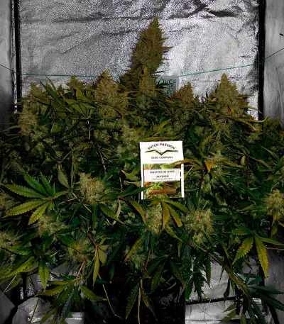 Auto Brooklyn Sunrise (Dutch Passion) Cannabis-Samen