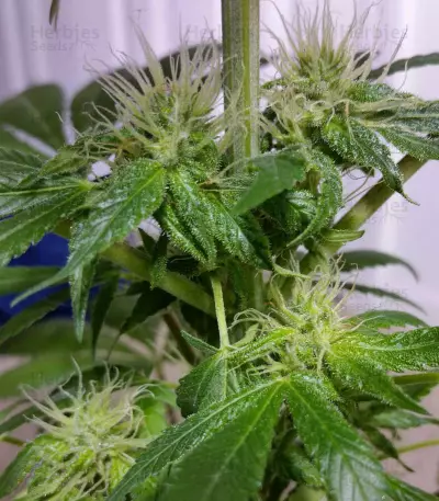 Bona Dea CBD+ (Vision Seeds) Cannabis-Samen