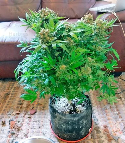 CBD Skunk Haze (Dutch Passion) Cannabis-Samen