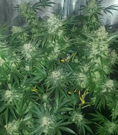 Crystal Queen (Vision Seeds) Cannabis-Samen