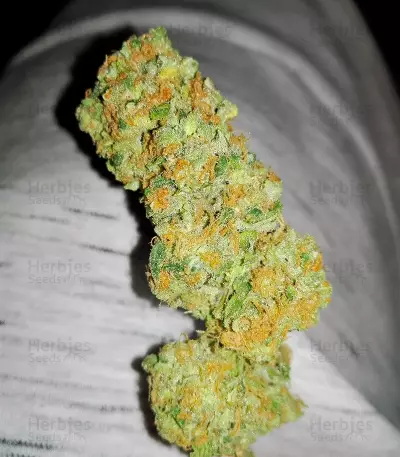 Fresh Candy (Pyramid Seeds) Cannabis-Samen