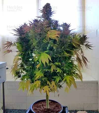 Ice (Nirvana Seeds) Cannabis-Samen