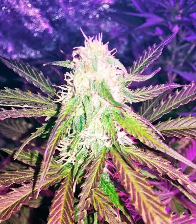 Northern Light Automatic (Nirvana Seeds) Cannabis-Samen