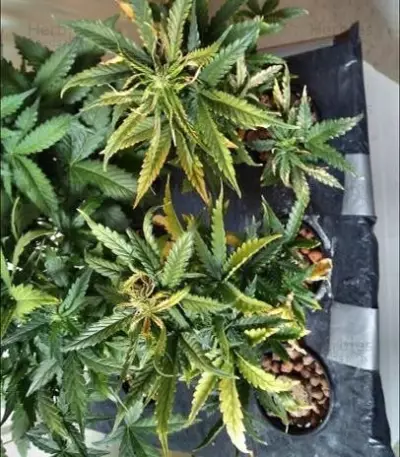 Super Critical (GHS) Cannabis-Samen
