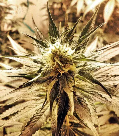 White Widow (Nirvana Seeds) Cannabis-Samen