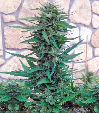 Blueberry Cheese Auto cannabis strain