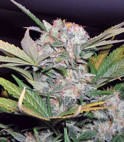 Fast Bud #2 Auto (Sweet Seeds) Cannabis-Samen