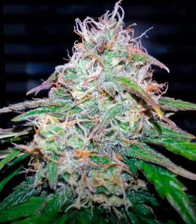 Fast Bud #2 Auto (Sweet Seeds) Cannabis-Samen