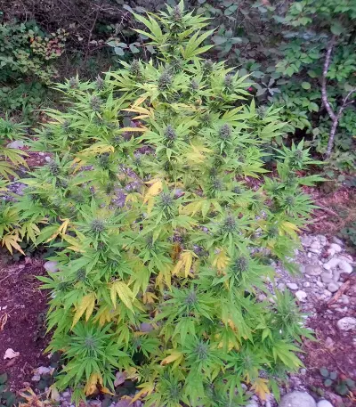 Shaman (Dutch Passion) Cannabis-Samen