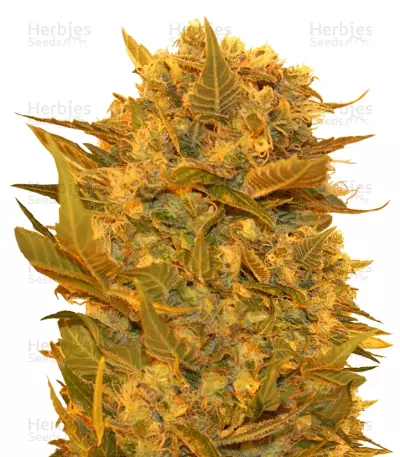 Sour P (Resin Seeds) Cannabis-Samen