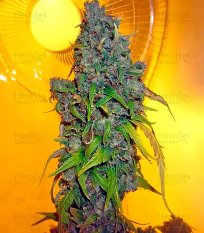 StarRyder Auto (Dutch Passion) Cannabis-Samen