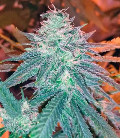 Triple Cheese (Barney's Farm) Cannabis-Samen