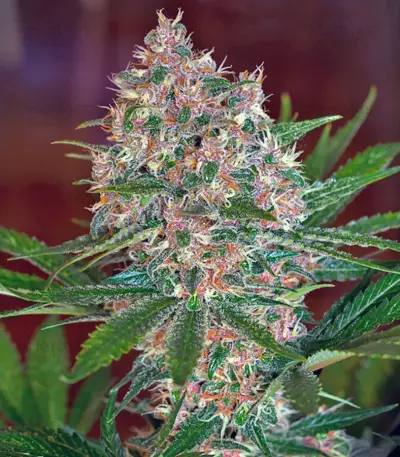 Sweet Special F1 Fast version (Sweet Seeds) Cannabis-Samen