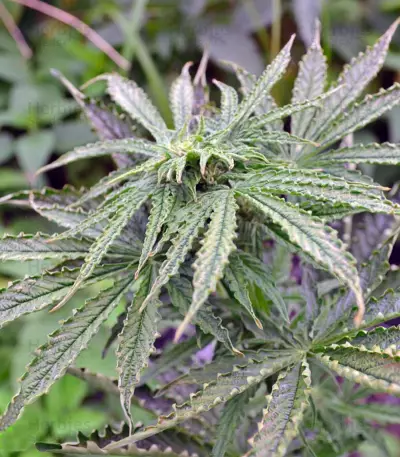 Think Big Auto (Dutch Passion) Cannabis-Samen