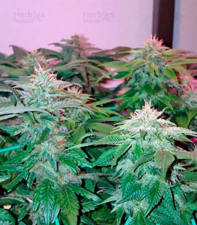 Afgooey (Strain Hunters) Cannabis-Samen