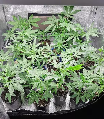Big Bud (Vision Seeds) Cannabis-Samen