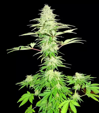 Blue Nitro Haze strain