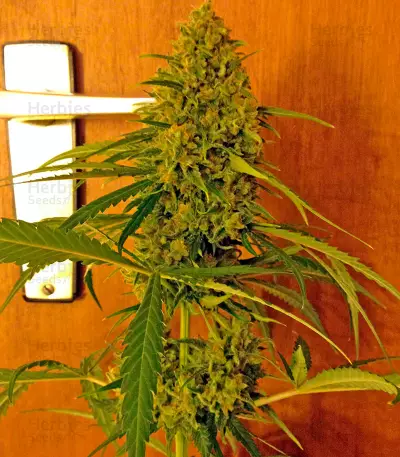Critical Jack (Dinafem Seeds) Cannabis-Samen