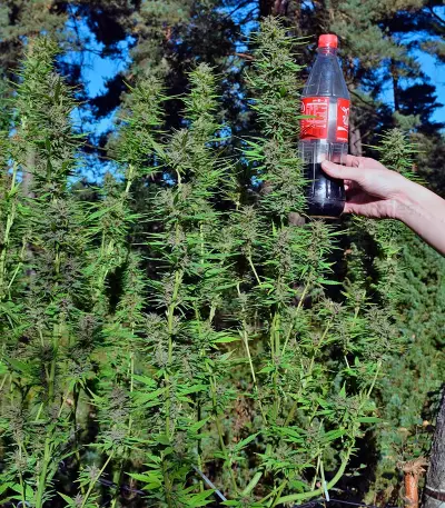 Frisian Dew (Dutch Passion) Cannabis-Samen