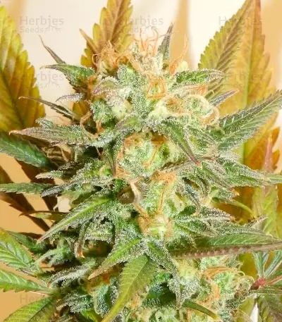 High Level (Eva Seeds) Cannabis-Samen