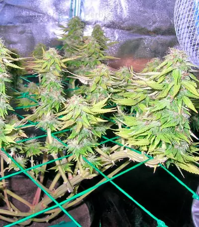 Mazar X White Rhino strain