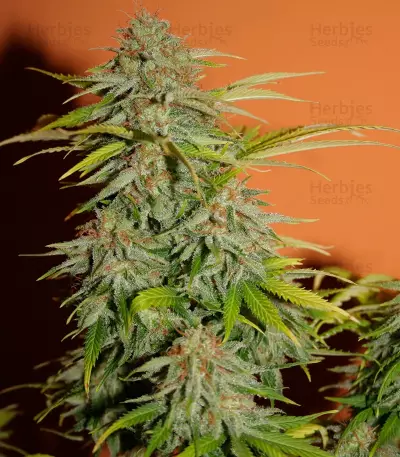 Papa's Candy (Eva Seeds) Cannabis-Samen