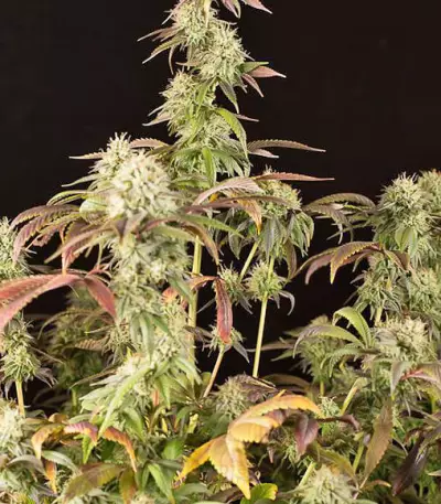 Remo Chemo (Dinafem Seeds) Cannabis-Samen
