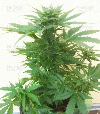 Royal Bluematic Auto (RQS) Cannabis-Samen