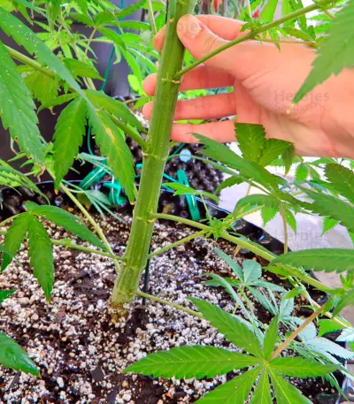 South African Kwazulu cannabis strain