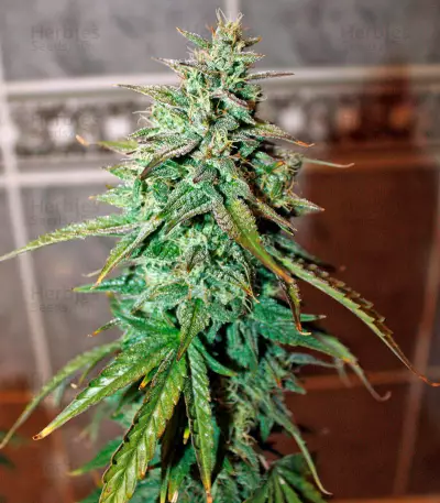 UK Cheese Auto (Humboldt Seeds Organization) Cannabis-Samen