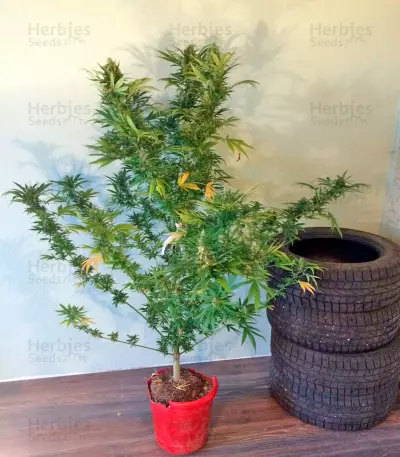 Wild Thailand (World of Seeds) Cannabis-Samen