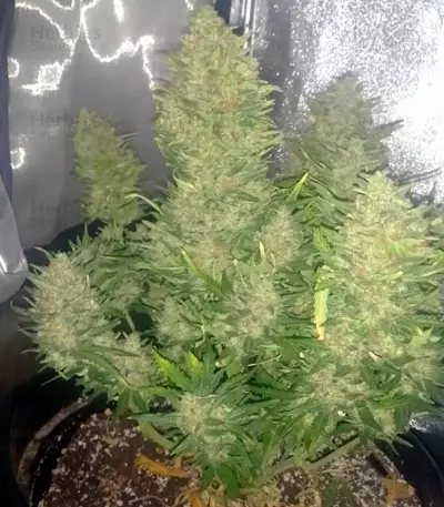 Big Devil Auto (Sweet Seeds) Cannabis-Samen