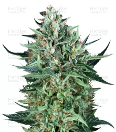 Cold Greek Kush regular (T.H. Seeds) Cannabis-Samen