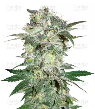 Mazar Kush (World of Seeds) Cannabis-Samen