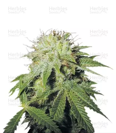 Stinky Pinky regular (T.H. Seeds) Cannabis-Samen
