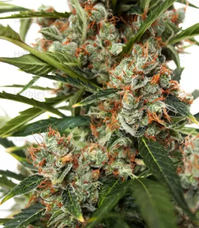 Auto Orange Bud feminisierte Samen (Dutch Passion)