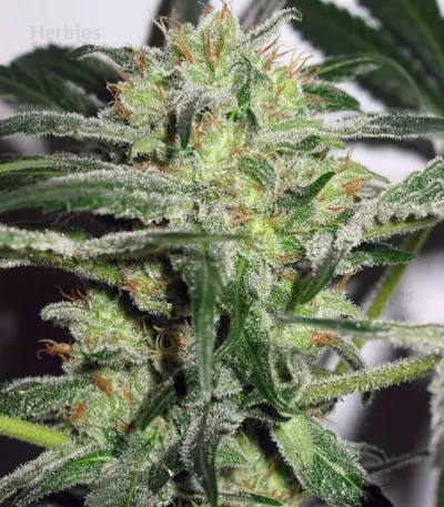 Auto White Widow x Big Bud (Female Seeds) Cannabis-Samen