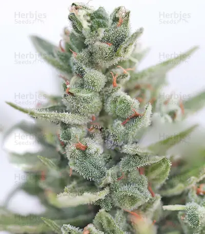 Calamity Jane Auto (Buddha Seeds)