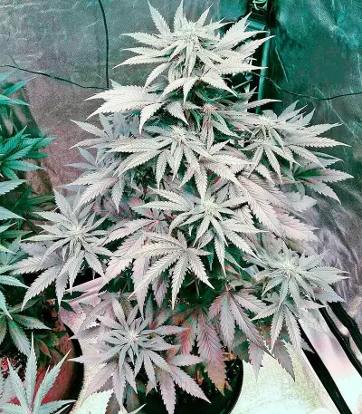 Bubba Kush Autoflowering (Dinafem Seeds) Cannabis-Samen