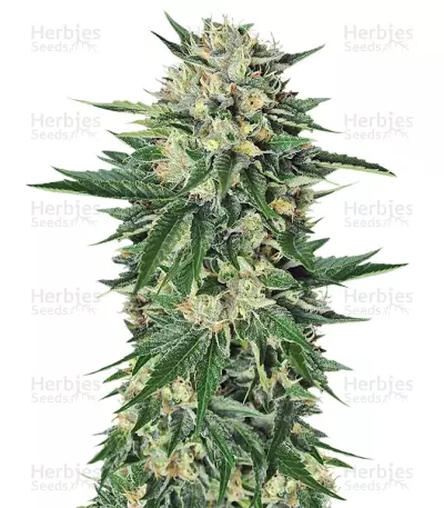 Dr. Greenthumb’s Em-Dog by B-Real feminized seeds