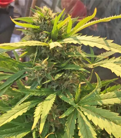 The Incredible Bulk feminisierte Samen (Dr. Krippling Seeds)