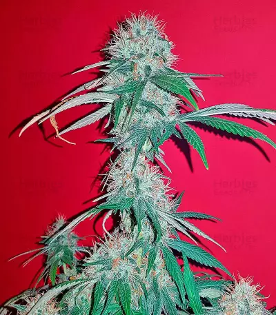 Kali Mist regular (Serious Seeds) Cannabis-Samen