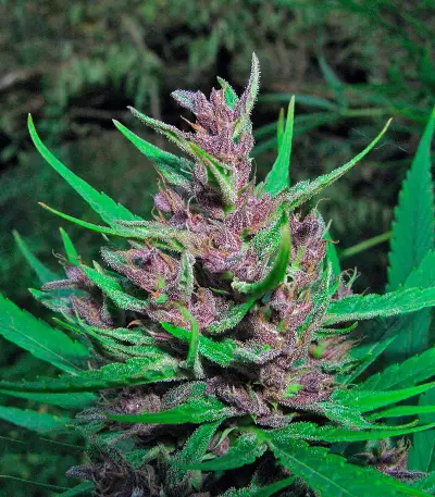 Passion #1 (Dutch Passion) Cannabis-Samen