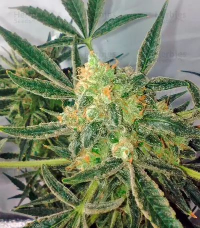 Black Jack Auto (Sweet Seeds) Cannabis-Samen
