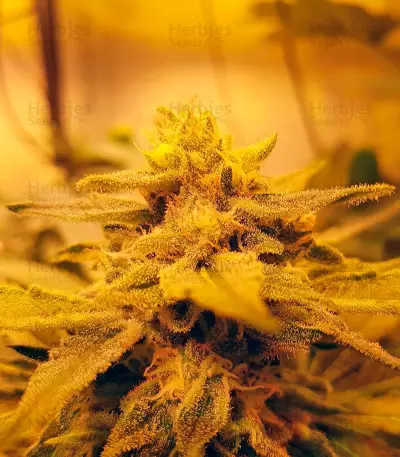 Glueberry O.G. (Dutch Passion) Cannabis-Samen