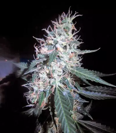 Jack Herer Auto (GHS) Cannabis-Samen