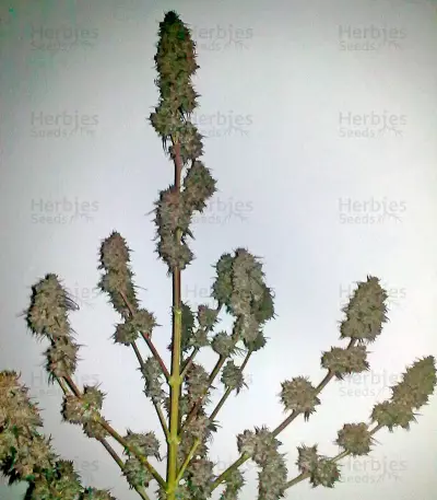 Ketama (World of Seeds) Cannabis-Samen