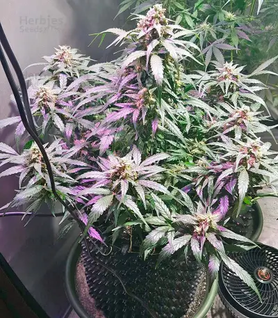King’s Kush Auto (GHS) Cannabis-Samen