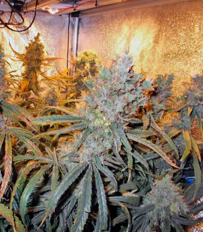 Liberty Haze (Barney's Farm) Cannabis-Samen
