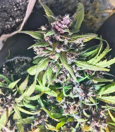 Red Poison Auto (Sweet Seeds) Cannabis-Samen